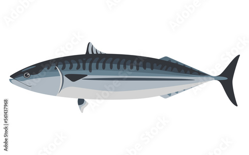 Vector illustration of mackerel on a white background.