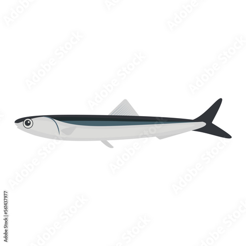 Vector illustration of sardines on white background.