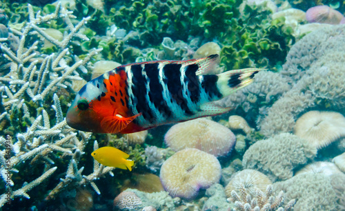 Red and black fish with yellow fish photo