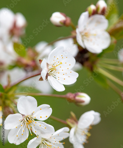 Flowers on the branches of a cherry tree in spring.