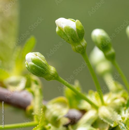 Flowers on a cherry tree in spring.