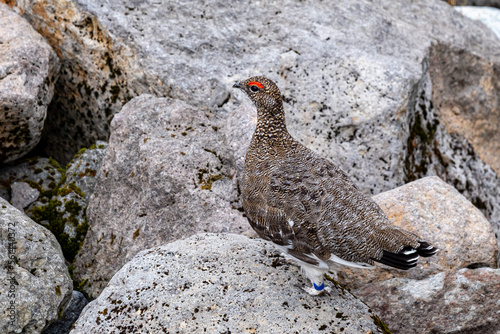Wallpaper Mural 岩陰に雷鳥 Torontodigital.ca