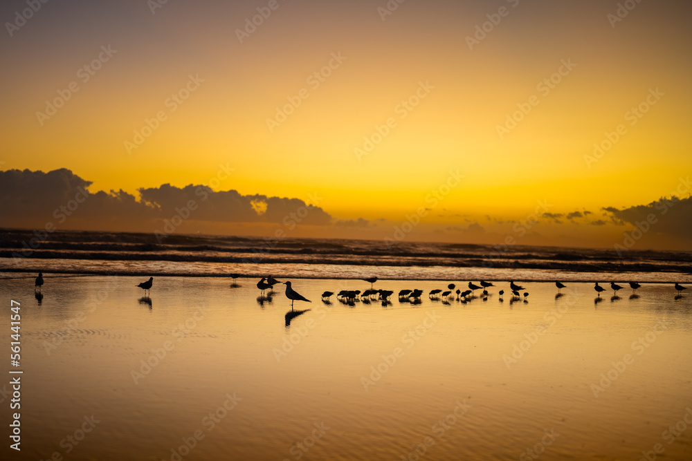 Fototapeta premium Daytona Beach Sunrise