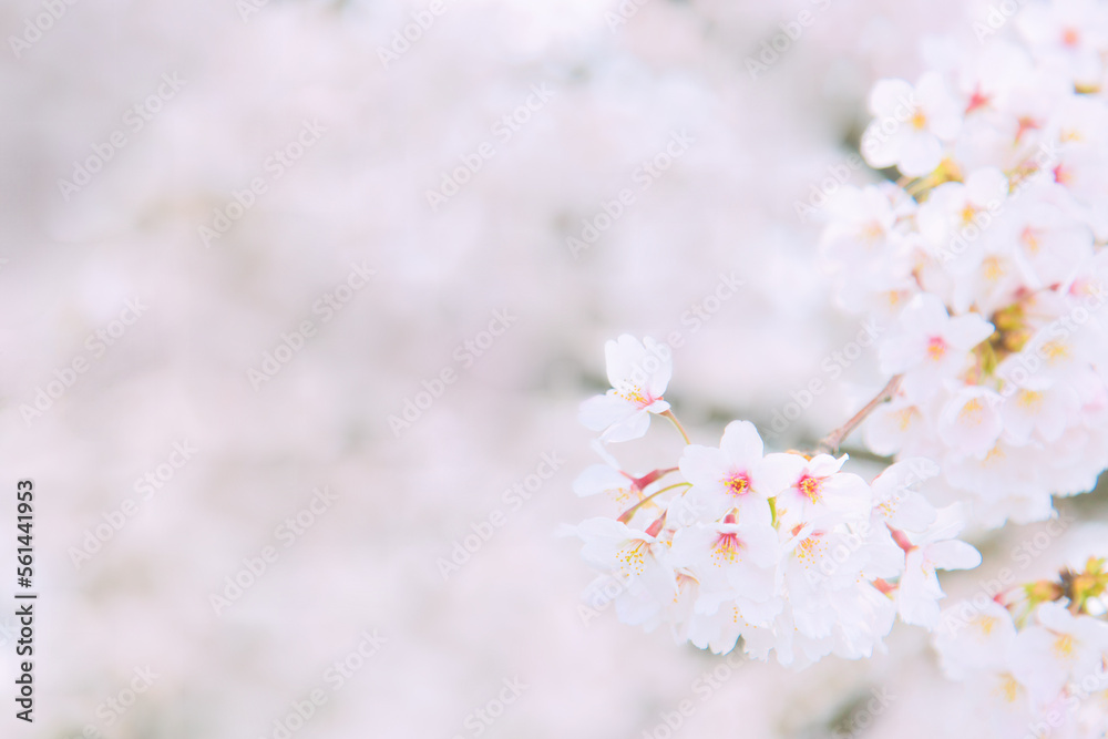 	桜咲く
