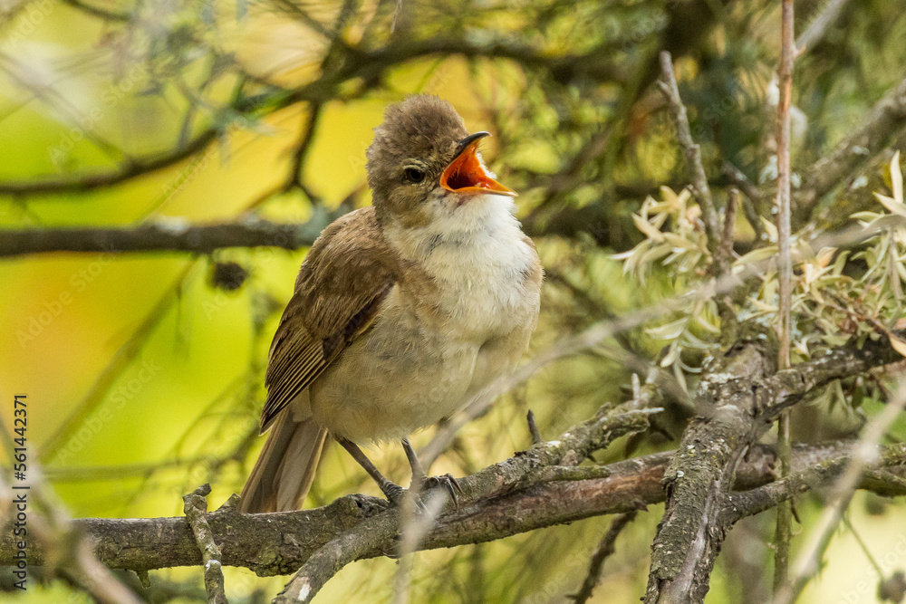 Australian Reed Warbler in Victoria, Australia Australian Reed Warbler in Victoria, Australia