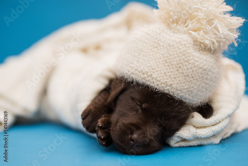 funny little sleeping puppy in a white knitted hat, chocolate labrador