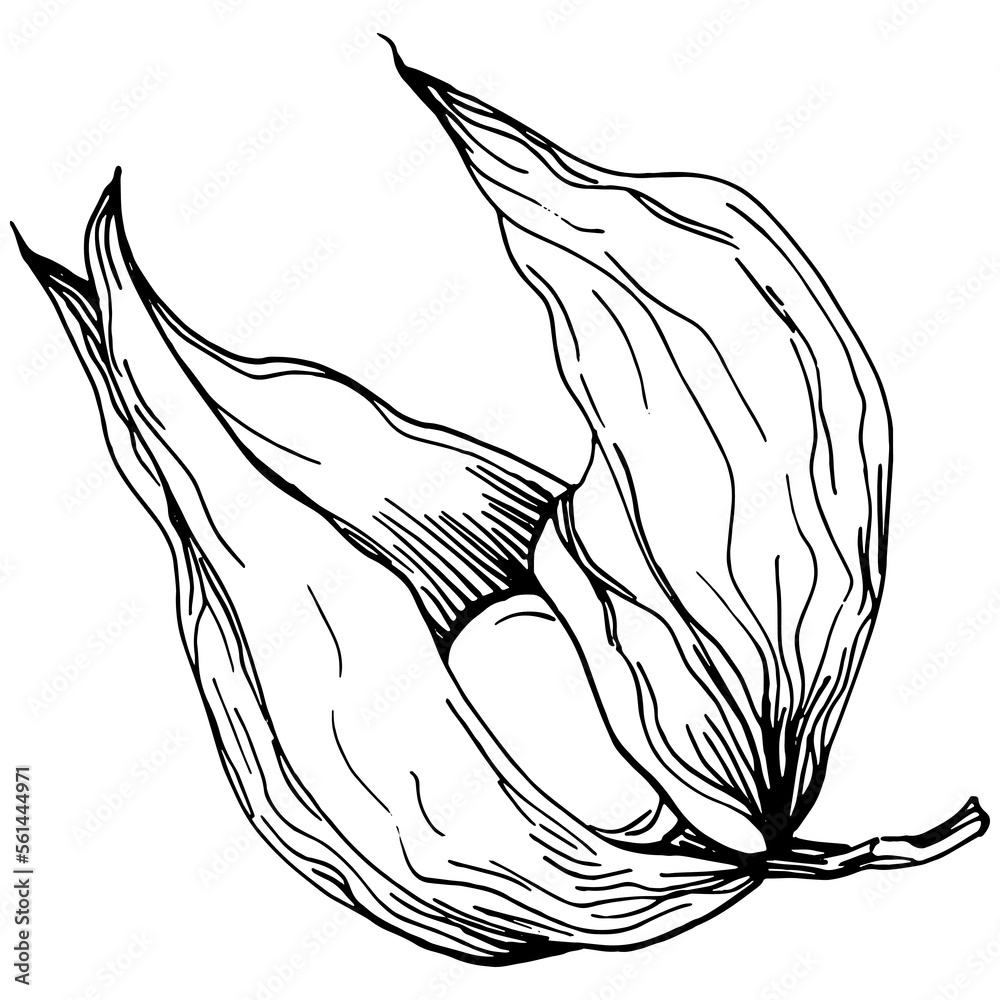 Vector physalis summer. Isolated botanical flower, leaves. Black and white engraved sketch ink art. Leaf plant botanical garden floral foliage. Wildflower drawing leaf illustration element. Vector physalis summer. Isolated botanical flower, leaves. Black and white engraved sketch ink art. Leaf plant botanical garden floral foliage. Wildflower drawing leaf illustration element.