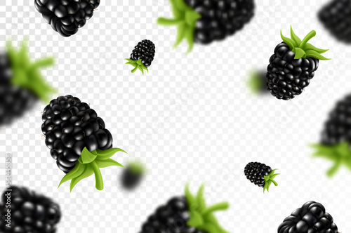 Blackberry background. Flying blackberry with green leaf on transparent background. Blackberry falling from different angles. Focused and blurry objects. 3D realistic vector.