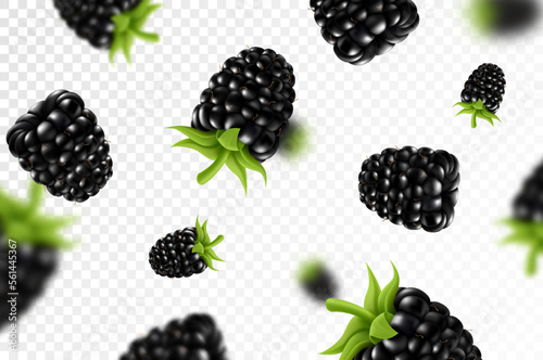 Blackberry background. Flying blackberry with green leaf on transparent background. Blackberry falling from different angles. Focused and blurry objects. 3D realistic vector.