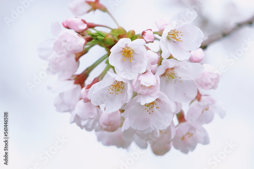  桜のアップ｜白背景