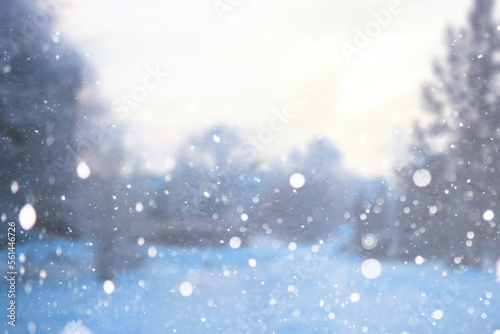 Blurred snow background. Winter landscape. Trees and plants covered with snow. © alexkich