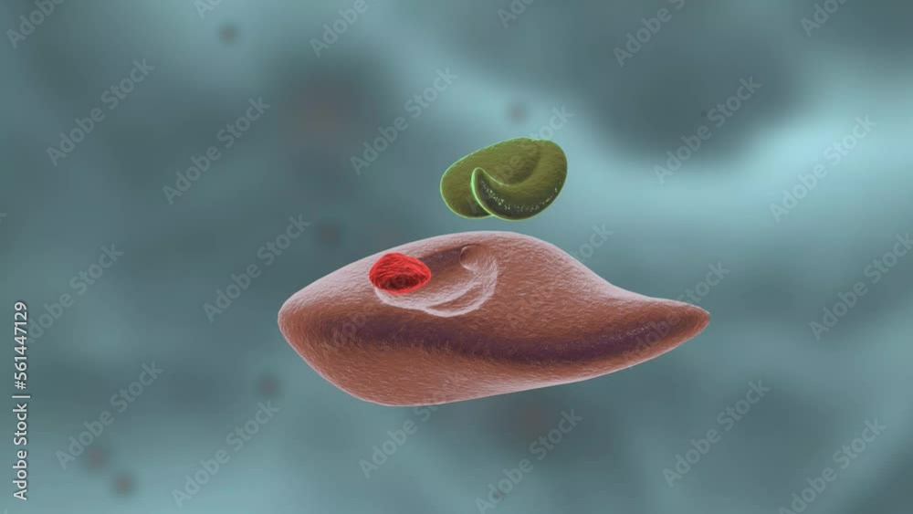 Enzymes are proteins that act as biological catalysts by accelerating