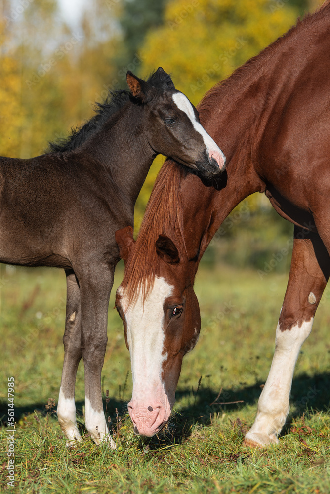 Fototapeta premium Lovely little foal with a mare in autumn