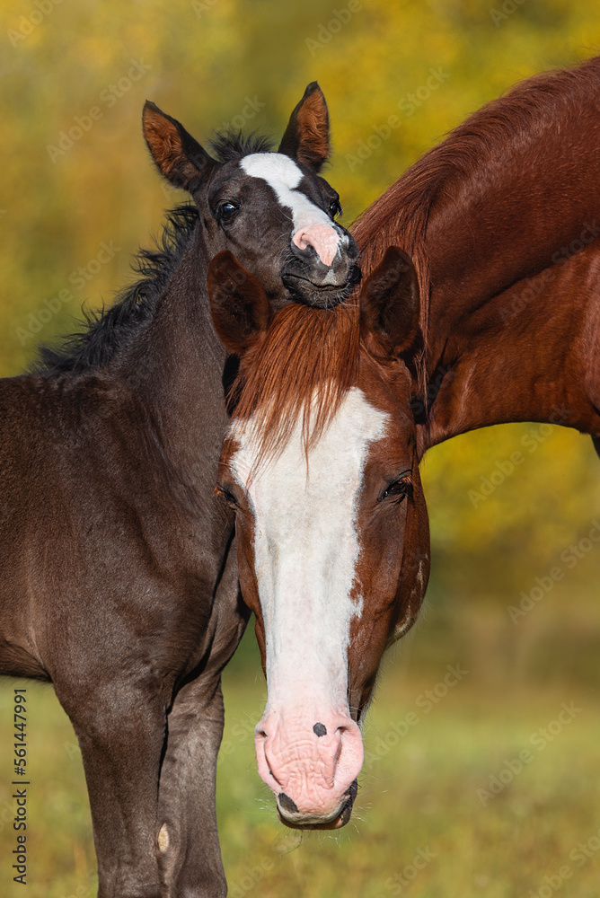 Lovely little foal with a mare in autumn
