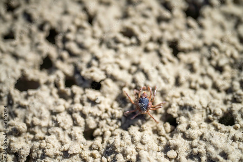 Tasmanian burrowing Southern Soldier crab on a beach close up in australia Tasmanian burrowing Southern Soldier crab on a beach close up in australia