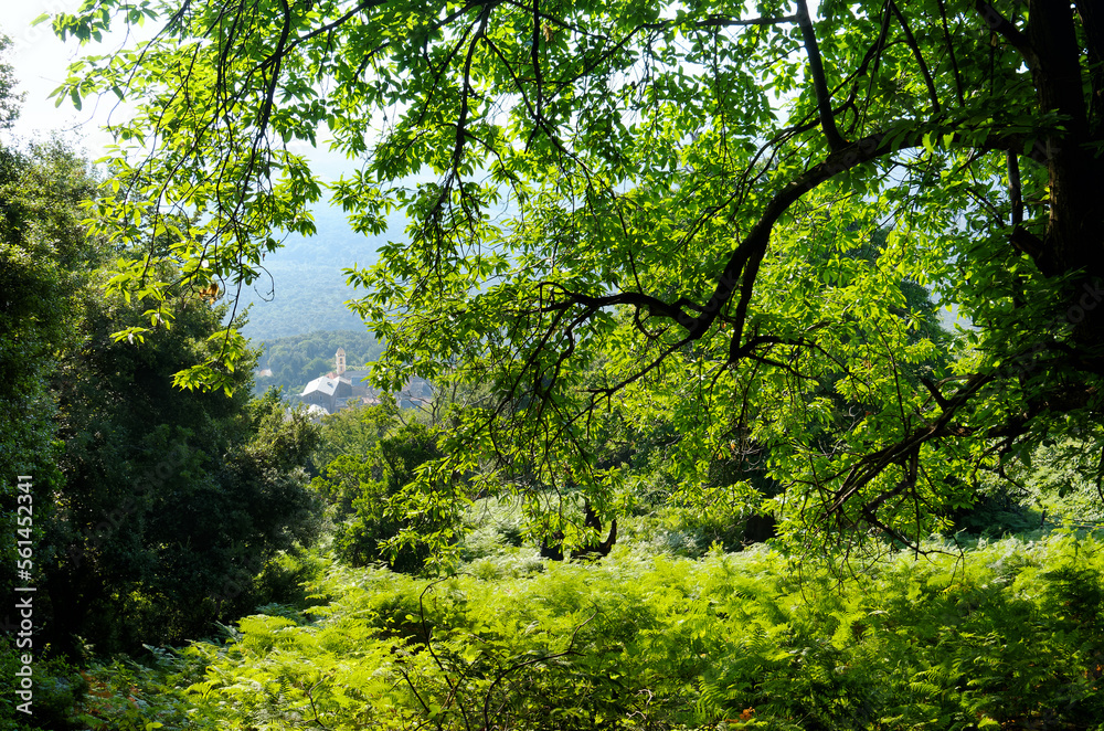 Chestnut forest and Santa-Maria-Poggio village in Corsica mountain Chestnut forest and Santa-Maria-Poggio village in Corsica mountain