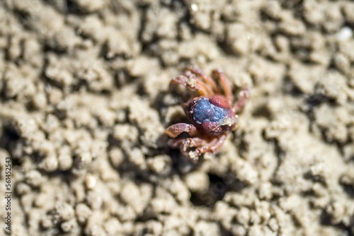 Tasmanian burrowing Southern Soldier crab on a beach close up in australia