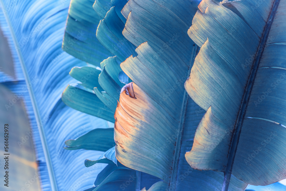 Obraz premium Ravenala madagascariensis, commonly known as the traveller's palm, from Madagascar. Tropical leaves with a blue filter. Close-up of leaf details, background.