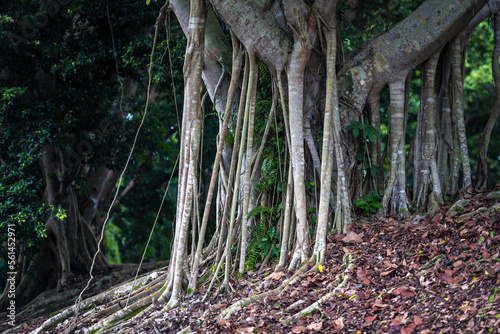 Quadro em tela Ficus tree in natural conditions with giant aerial roots, with gracefully drooping branchlets