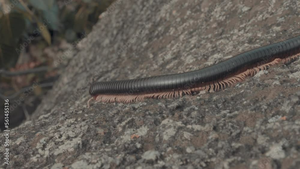 Big centipede walking on a enormous rock next to Lake Victoria in Mwanza, Tanzania Big centipede walking on a enormous rock next to Lake Victoria in Mwanza, Tanzania