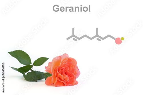 Simplified formula icon of geraniol. Component of rose scent. photo