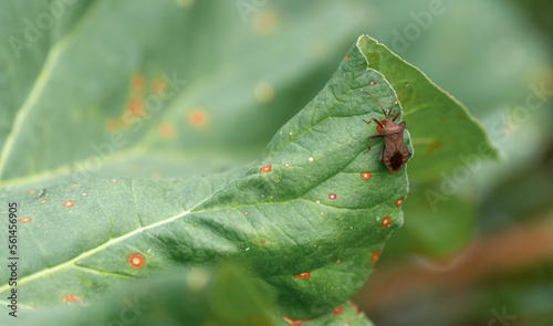 Stinky bug on a leaf
