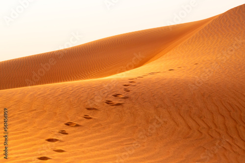 Close up of dunes marked by footprints in the Dubai red desert during the golden hour