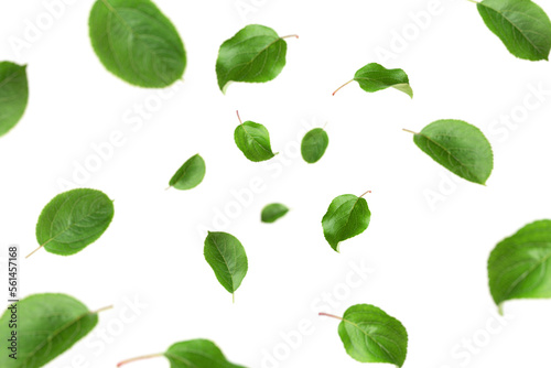 Falling apple leaf, isolated on white background, selective focus