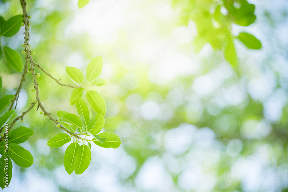 Natural green leaf texture with sun light use for nature background wallpaper cover page Natural green leaf texture with sun light use for nature background wallpaper cover page