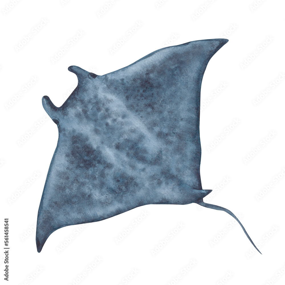 Giant manta ray, sea creature, top