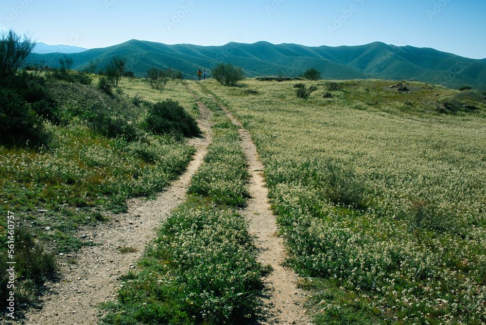 Fototapeta premium rural scene of two girls on a path towards the mountains in the background