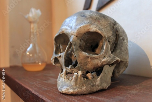 Dusty Skull in an Old Apothecary