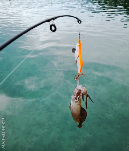 squid fishing on blue sea, fresh cuttlefish.