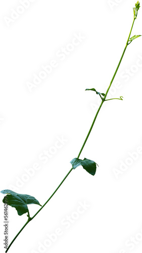 Vine plant, Branch creeper leaf green, Liana tropical nature.