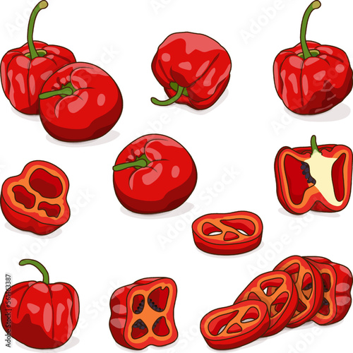 Set with whole, half, quarter, slices of Rocoto peppers. Locoto peppers. Rocote peppers. Chili pepper. Vegetables. Cartoon style. Vector illustration isolated on white background.