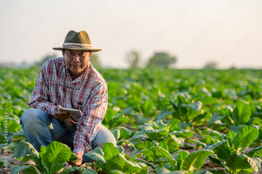 Asian male farmer holding a tablet and using a tablet to control a digital farming system in their own tobacco fields Asian male farmer Technological agriculture concept