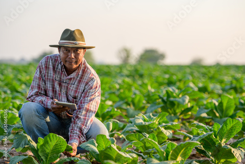 Asian male farmer holding a tablet and using a tablet to control a digital farming system in their own tobacco fields Asian male farmer Technological agriculture concept © เลิศลักษณ์ ทิพชัย