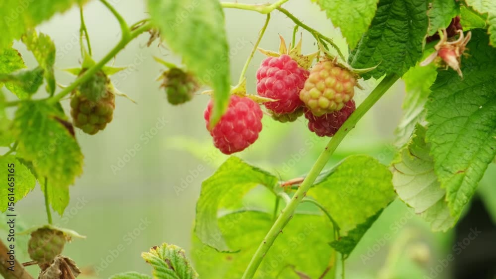 Industrial cultivation of raspberry plant. Bush with ripe red fruits raspberry growing in summer garden. Raspberry berry fruit. Natural growing of berries on farm. Eco healthy organic food concept Industrial cultivation of raspberry plant. Bush with ripe red fruits raspberry growing in summer garden. Raspberry berry fruit. Natural growing of berries on farm. Eco healthy organic food concept