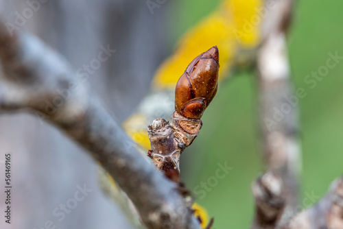 bourgeon de marronnier brun brillant en bout d'une branche par une belle journée printanière