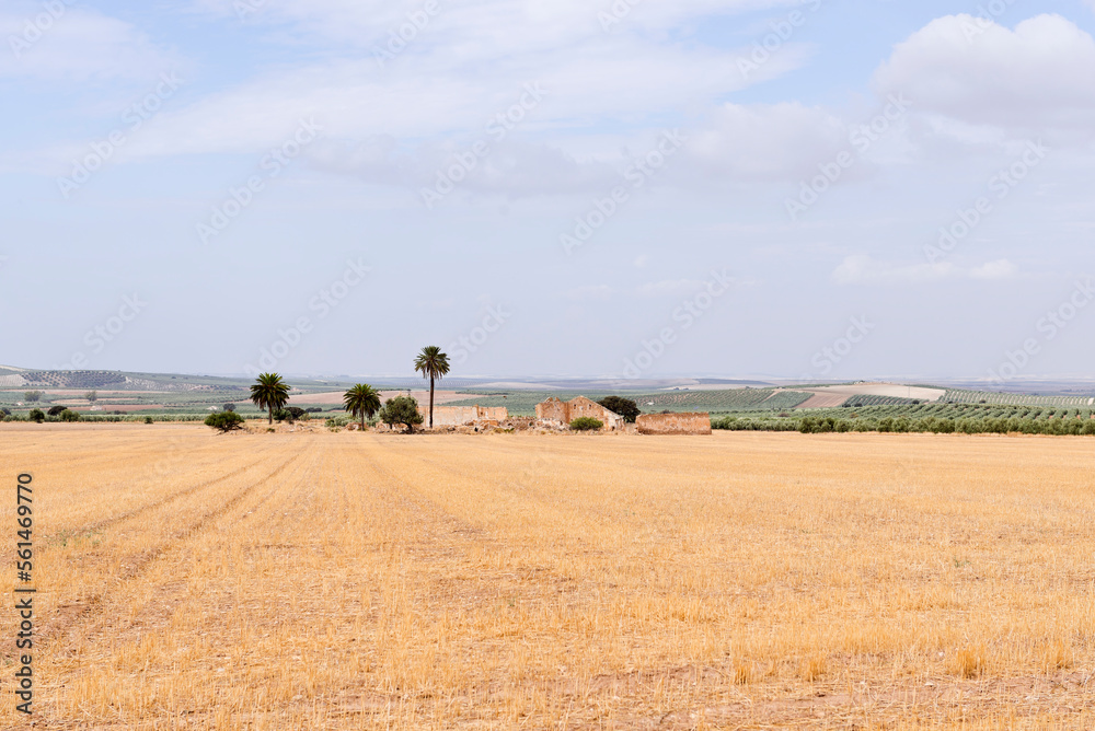 Obraz premium Ruined buildings and olive trees in wide open landscape, Andalusia, Spain