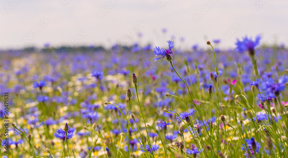 Naklejka premium Field of wild blue flowers, chamomile and wild daisies in spring, in remote rural area