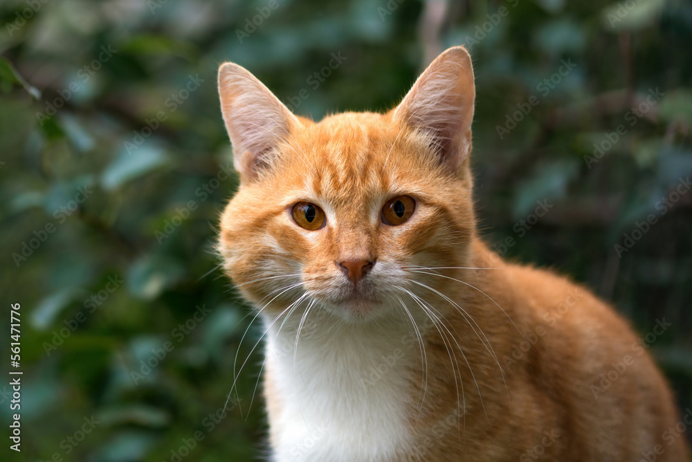 Cute red cat portrait