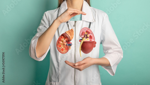 Female doctor with a stethoscope is holding mockup human kidney . Help and care concept