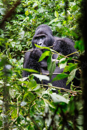 Eastern mountain Silverback gorilla in tropical forest of Uganda