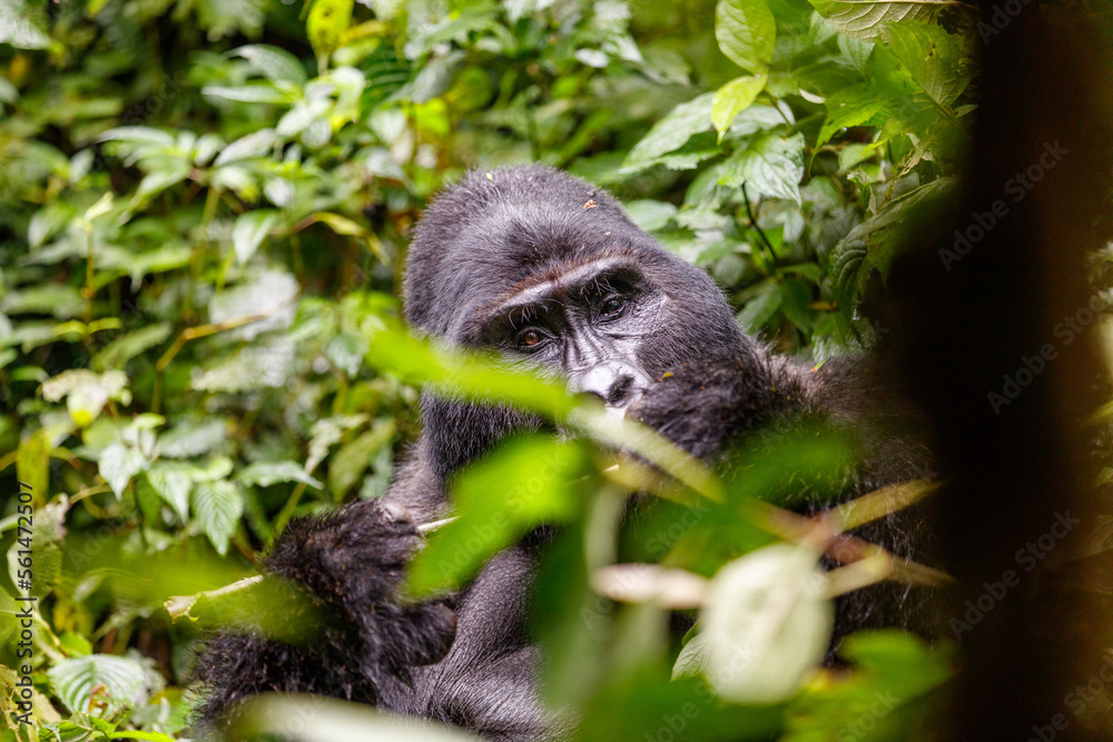 Eastern mountain gorilla in tropical forest of Uganda Eastern mountain gorilla in tropical forest of Uganda