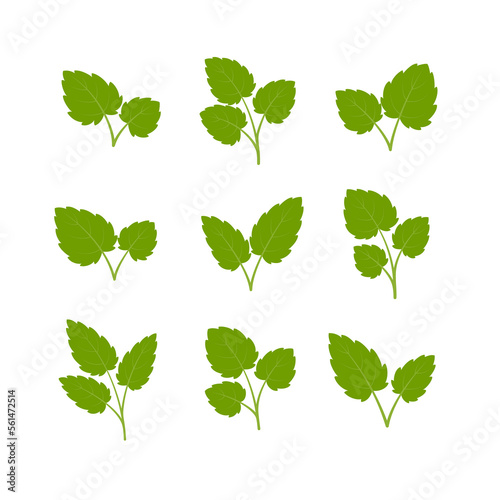 Set of green leaves. Leaves isolated on white background. Flat style. Vector illustration. 