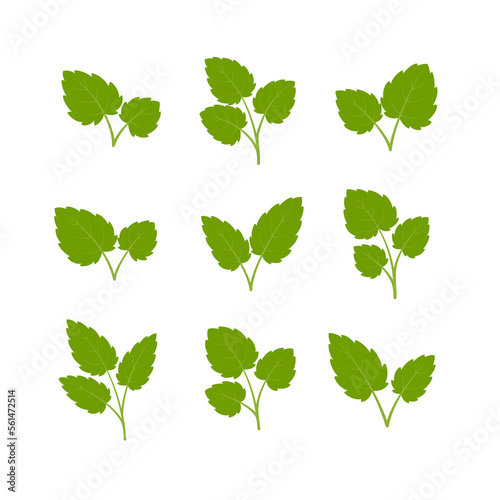 Set of green leaves. Leaves isolated on white background. Flat style. Vector illustration.	