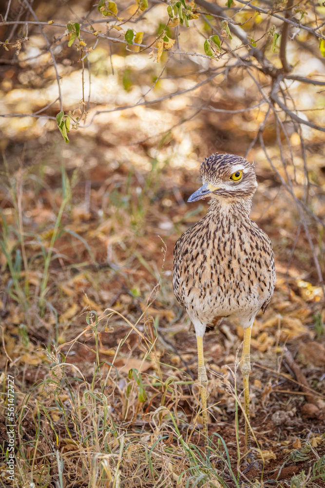 Spotted thick-knee also known as Cape thick-knee ( Burhinus capensis), Samburu National Reserve, Kenya. Spotted thick-knee also known as Cape thick-knee ( Burhinus capensis), Samburu National Reserve, Kenya.