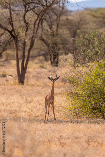A male Gerenuk Gazelle ( Litocranius walleri) looking at the camera, Samburu National Reserve, Kenya.