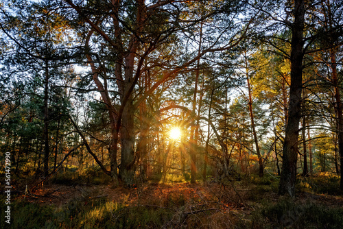 Coquibus sunset in Fontainebleau forest